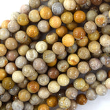 Natural Fossil Coral Round Beads Gemstone 15